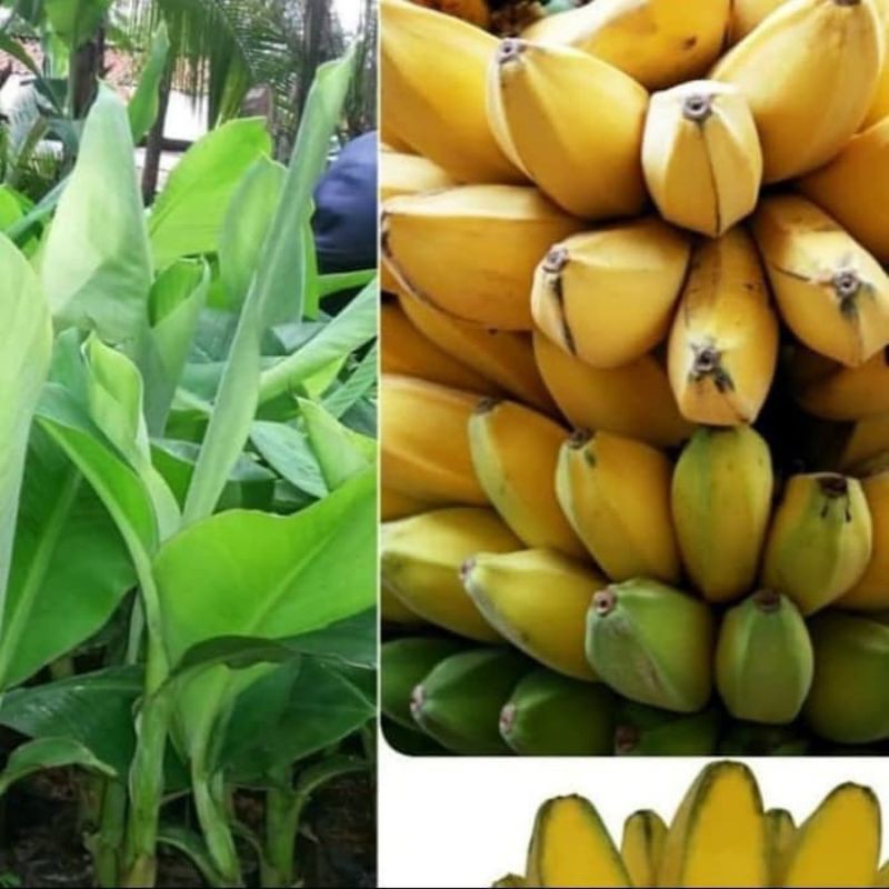 Bibit pisang kepok super