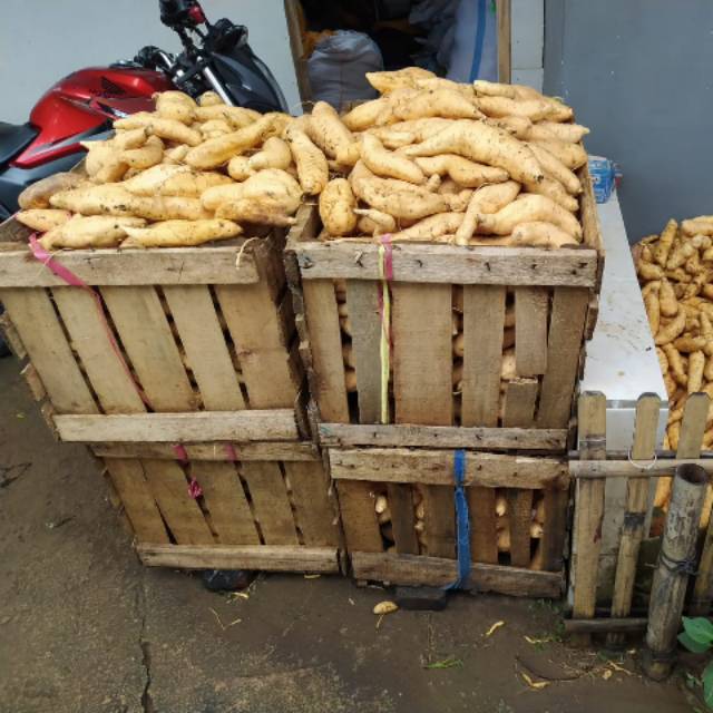 

Ubi cilembu mentah 2kg