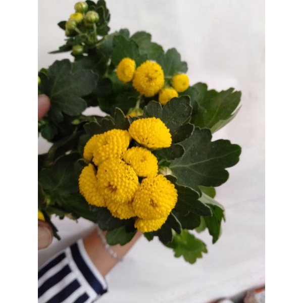 tanaman hias krisan mini pompom kuning