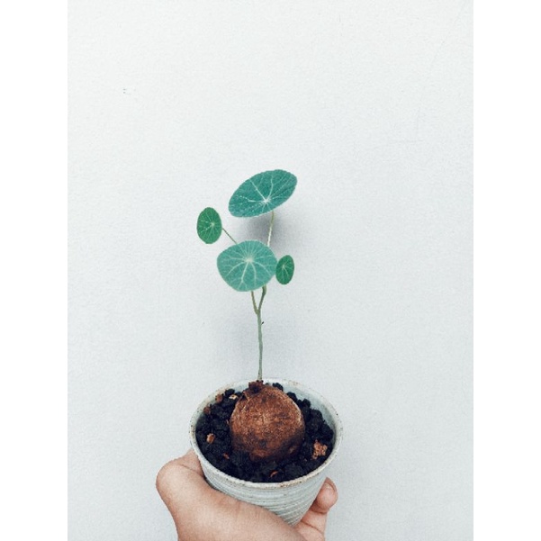 Stephania Erecta - Caudex