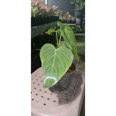 philodendron splendid