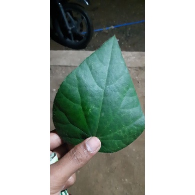 

DAUN CINCAU HIJAU/BAHAN BAKU CINCAU