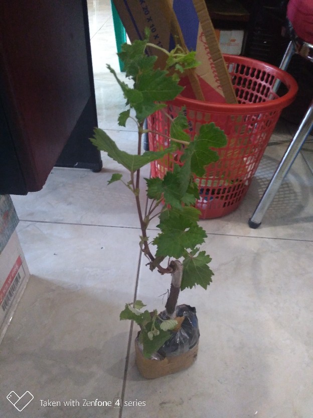 Bibit Anggur Import Ninel (grafting)