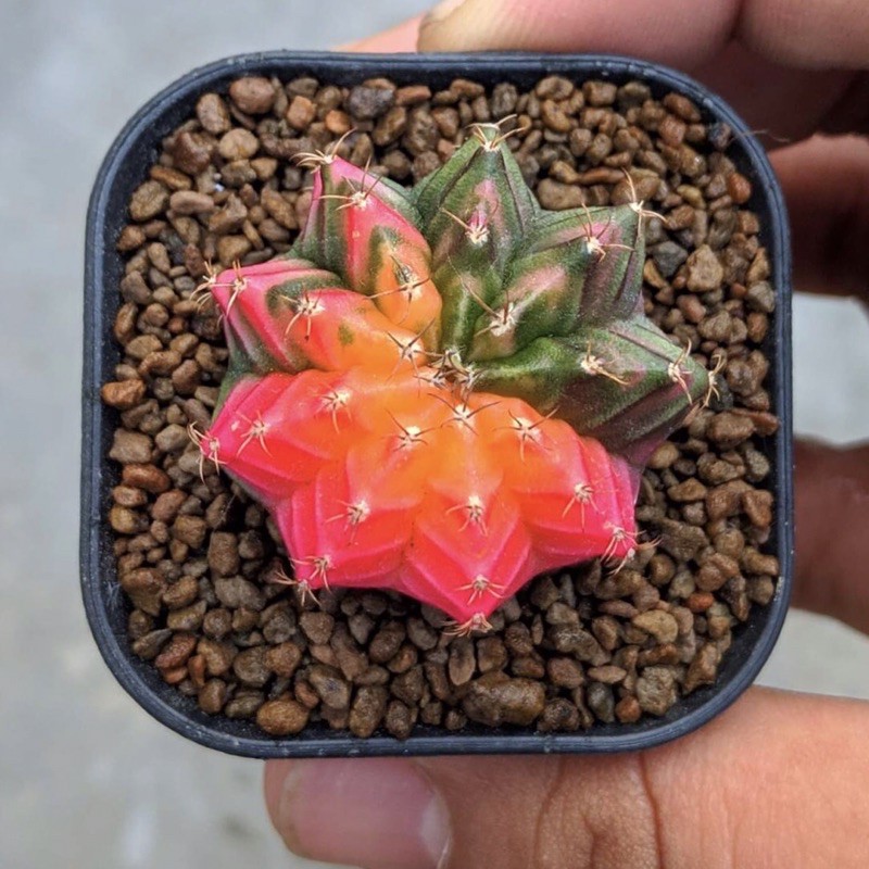 Kaktus Silangan Yellow Tiger X Milo Starfire dr biji