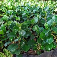 PROMO!! Tanaman Hias Green Paperomia Hijau Peperomia Teplan obtusifolia Tanama Bunga Hidup -kembang hidup asli-bunga hidup cantik cantik murah- BAKUL KEMBANG