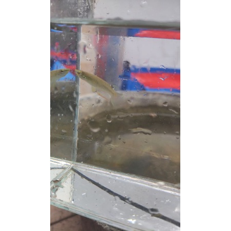 

ikan india