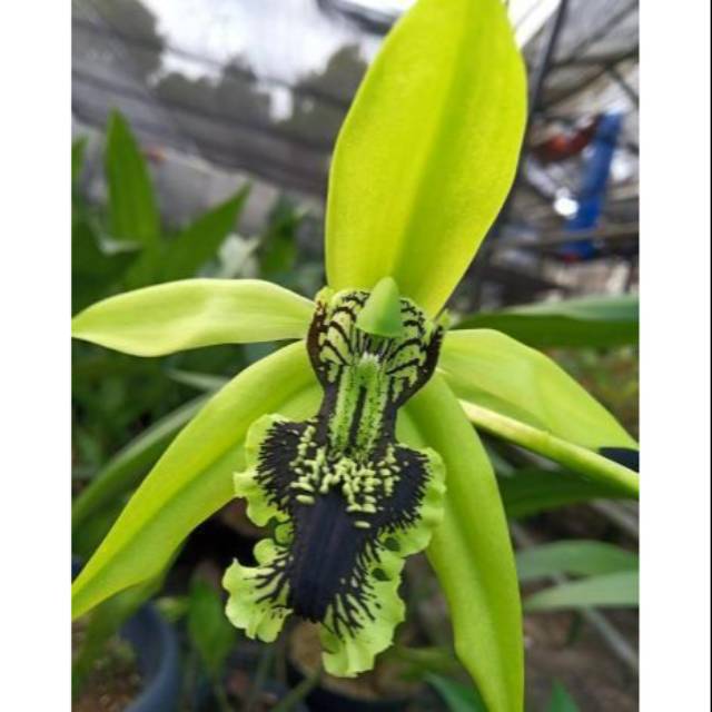 Tanaman Anggrek Hitam Dewasa Siap Berbunga