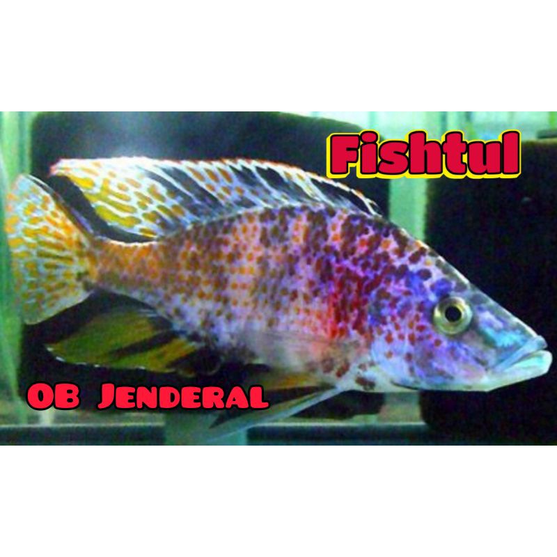 Cichlid OB Jenderal