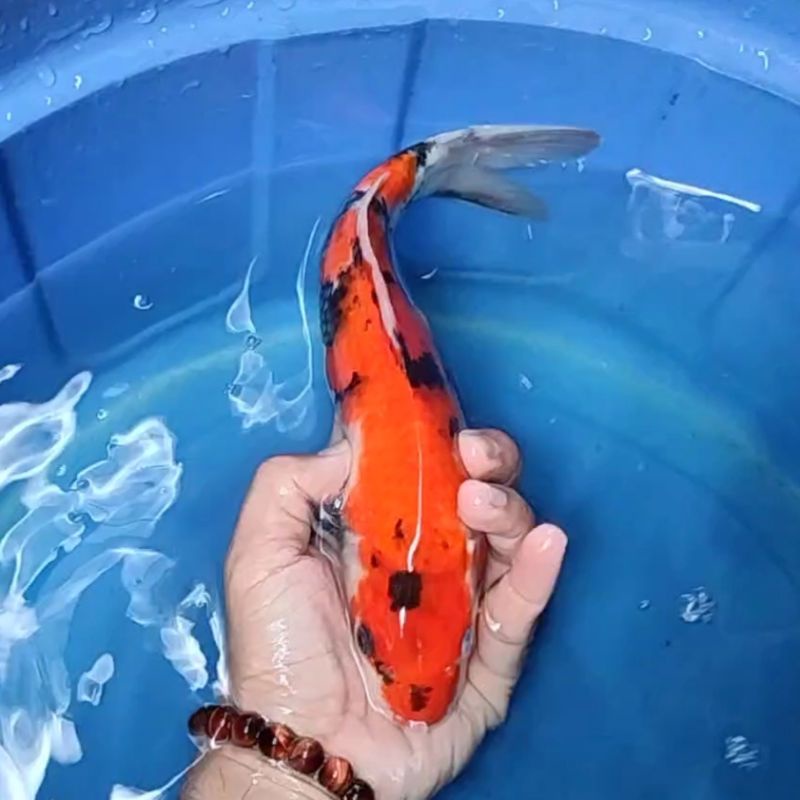 Ikan Koi F1 / Dari Indukan Import / Rumah Koi Jakarta / kode 0015