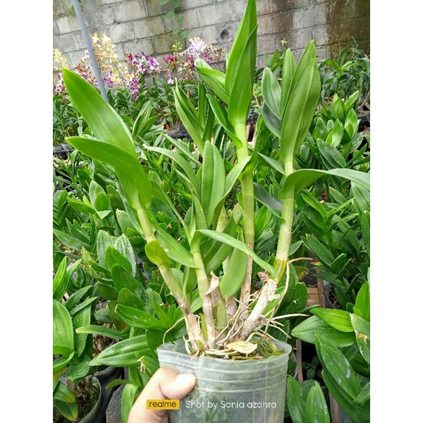 Anggrek dendrobium mawar