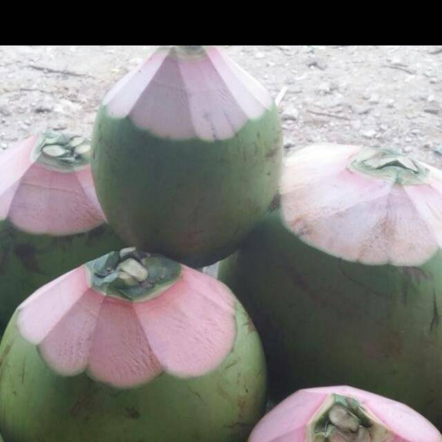 Kelapa muda / Kelapa muda