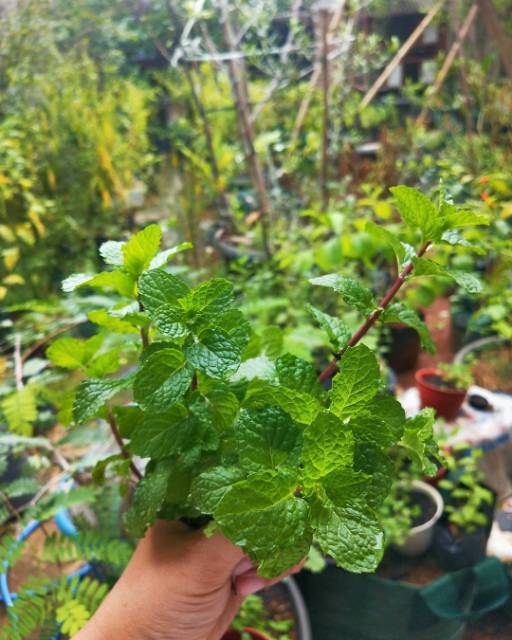 BIBIT DAUN MINT SIAP TANAM (beli 5 bonus 1)