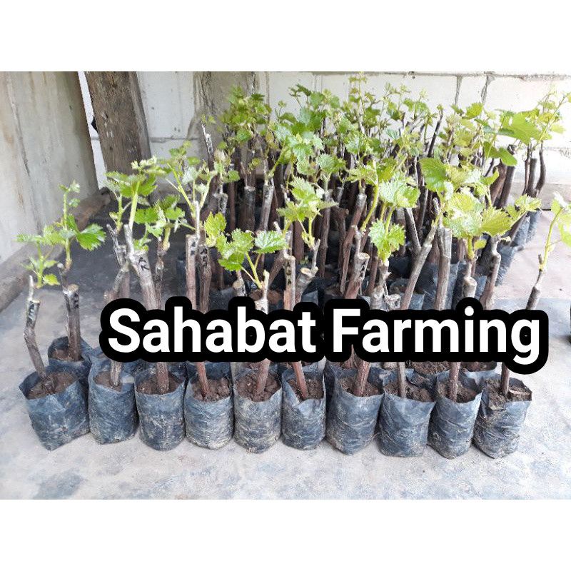 Cutting grafting anggur import udah tunas dan valid