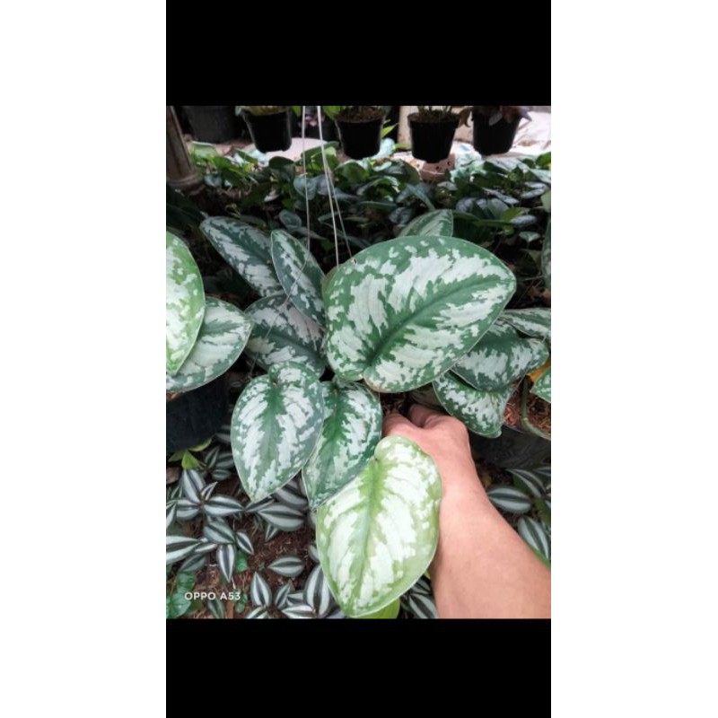 scindapsus silver / srigading silver / tanaman scindapsus