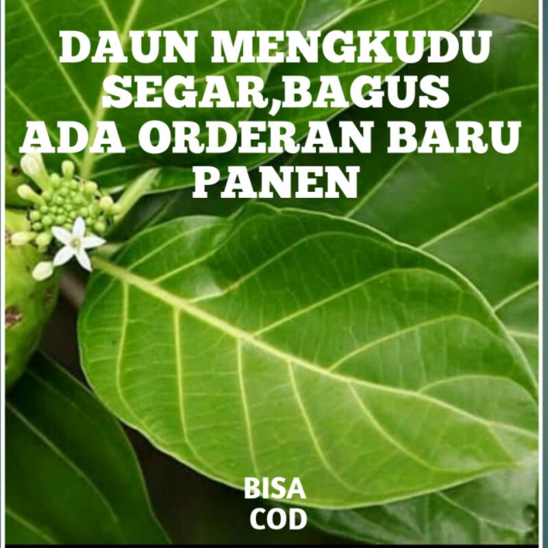 

DAUN MENGKUDU SEGAR (100 LEMBAR) ORDERAN BARU PANEN