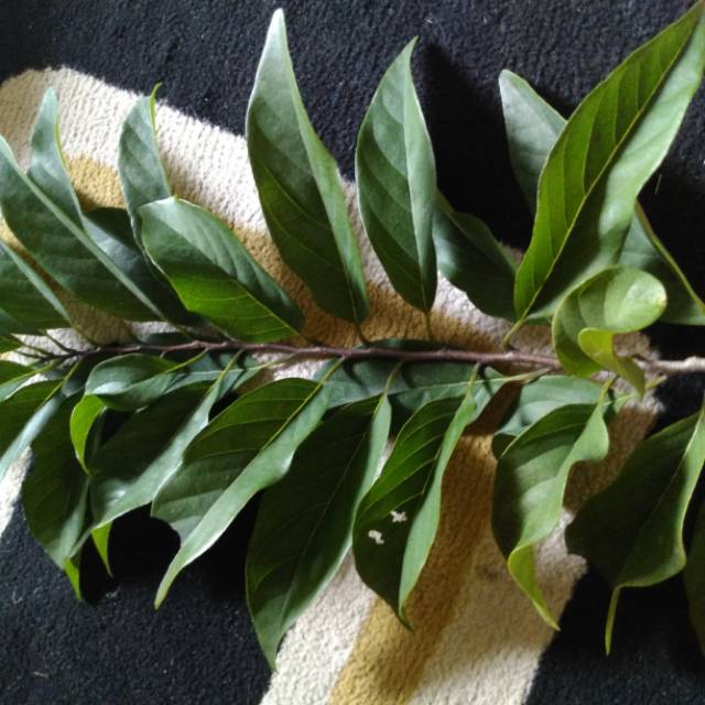 

Daun Srikaya/ Daun Nona Segar Organik