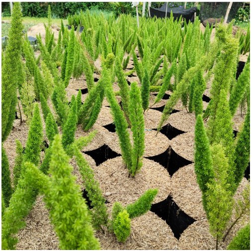 TANAMAN BUNTUT BAJING / EKOR TUPAI / EKOR BAJING MURAH TERLENGKAP