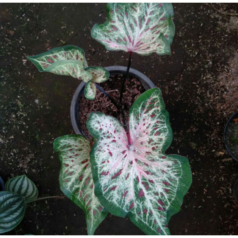 Tanaman hias keladi wayang putih-keladi corong