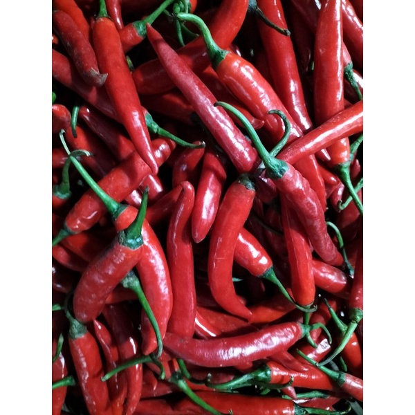 

Cabe Merah TW