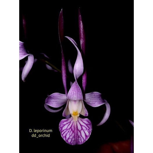Anggrek Dendrobium Leporinum Dewasa new terlaris