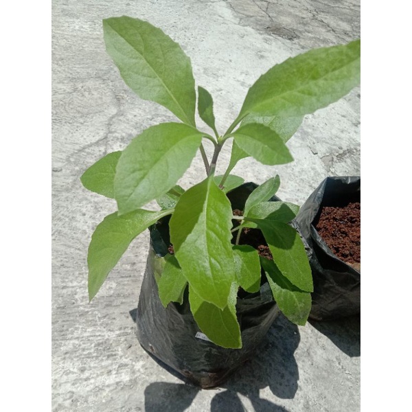 Tanaman Herbal Sambung Nyawa