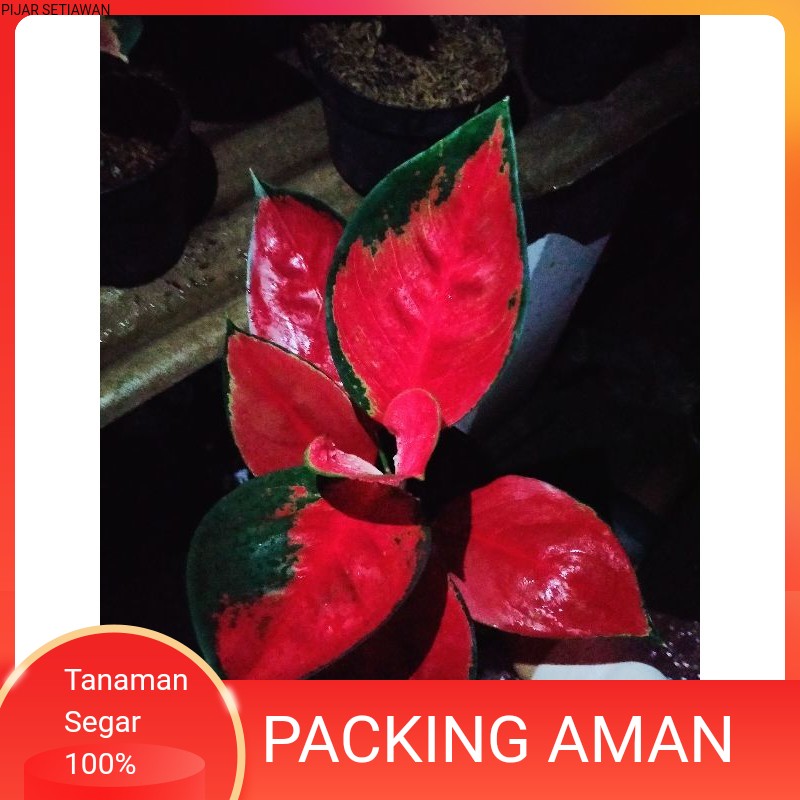 TANAMAN HIAS AGLONEMA SUKSOM JAIPONG INDUKAN//SUKSOM INDUK