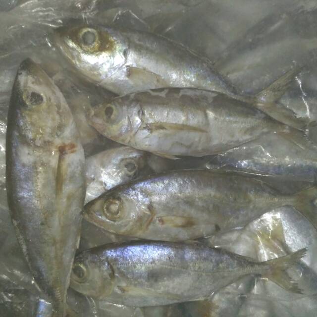 Ikan bentrong/ikan mata belo
