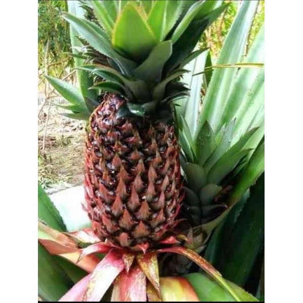 

buah nanas muda nanas merah asli termurah