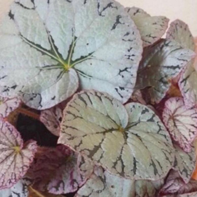 Tanaman Hias Begonia Silver Dollar