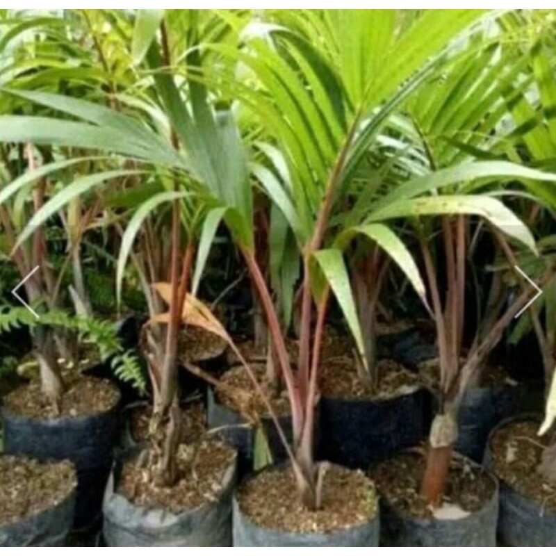 Tanaman hias Palem merah Tanaman hias Palem botol merah