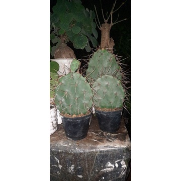 kaktus berduri centong Opuntia tanaman