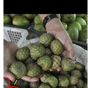 

Buah Rumbia / Salak Hutan Aceh Langka 1 Kilogram