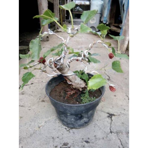 Featured image of post Harga Tanaman Bonsai Buah 10 pohon bonsai termahal di dunia