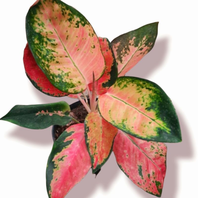 kochin paramruay ( tanaman hias aglonema kochin paramruay ) COD✅