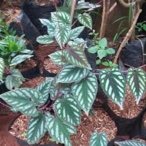 Tanaman Hias Sirih Keraton - Tanaman Sirih - Sirih Keraton