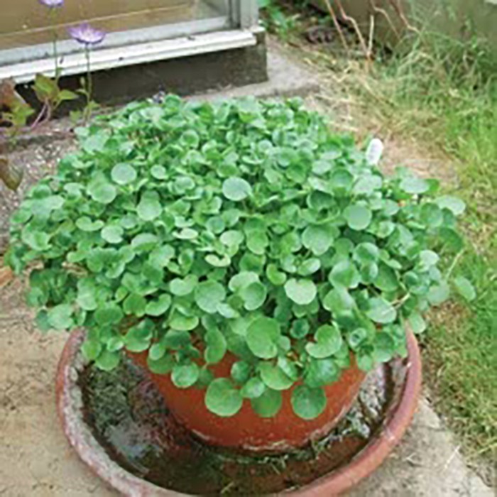 Benih-Bibit Selada Air-True Watercress (Haira Seed)