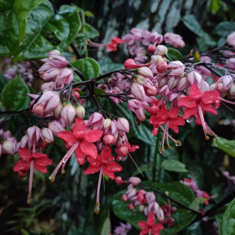 DIARY PETANI - Tanaman Hias Nona Makan Sirih Warna Merah