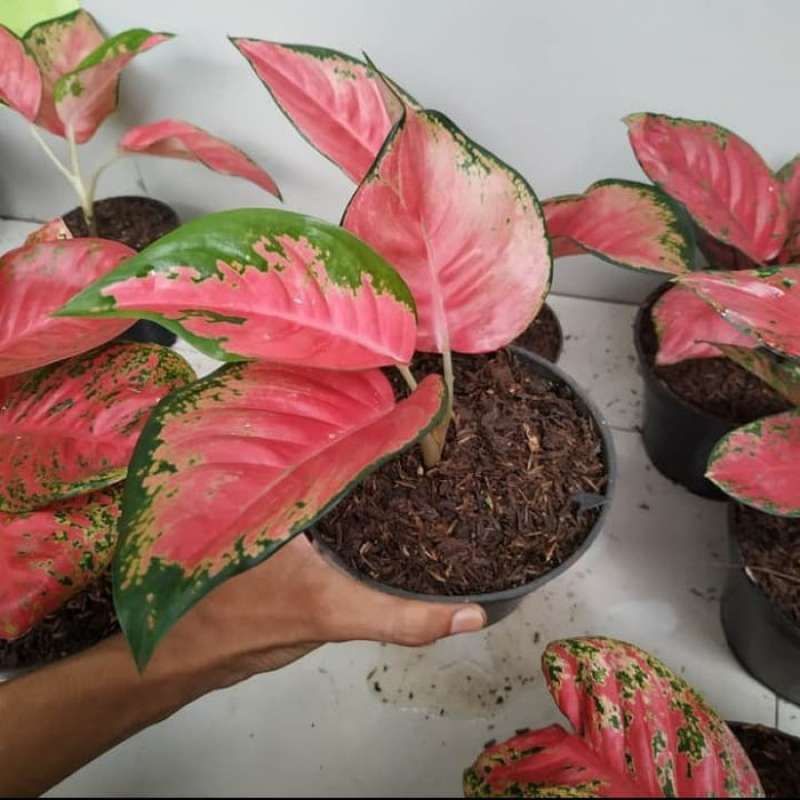 pohon kembang aglonema kocin tembaga