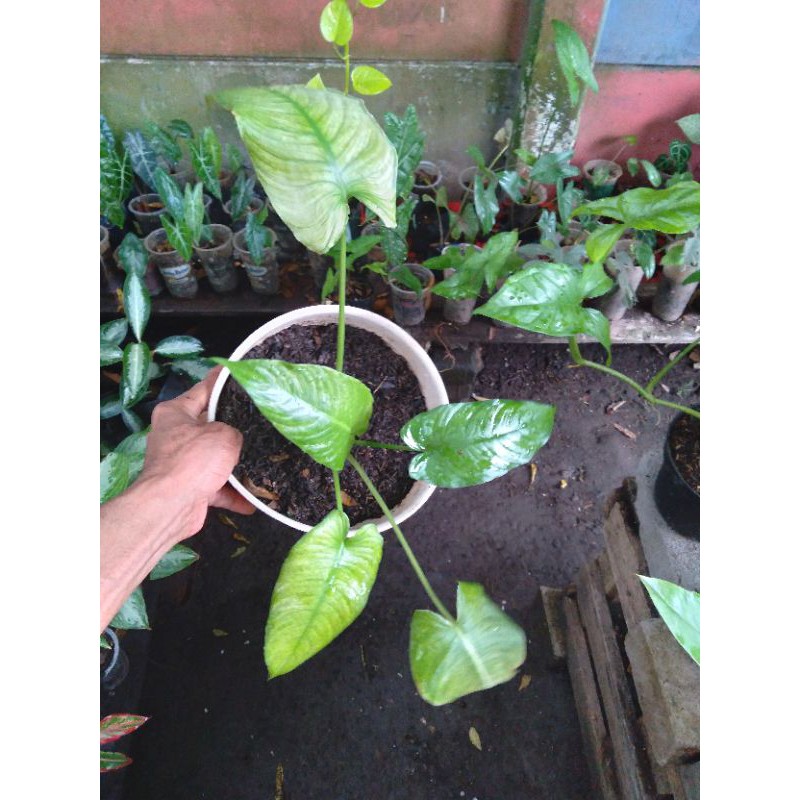 schismatoglottis sp/homalomena bercorak putih