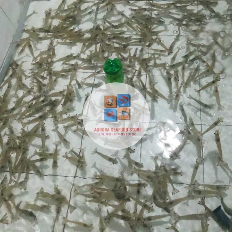 

Udang Vaname hidup
