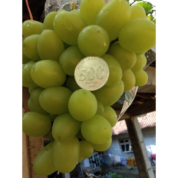 

Anggur import