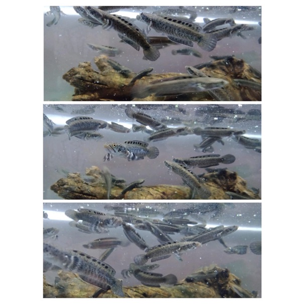 Orna Yellow lips 6-7