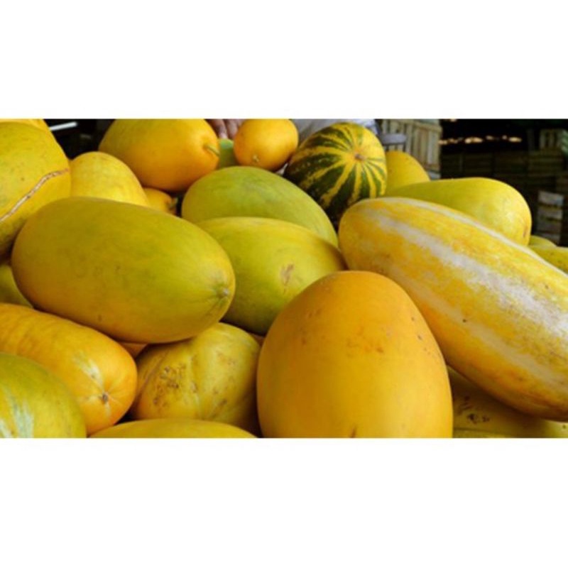 

Timun Suri Emas / Manis dan Legit