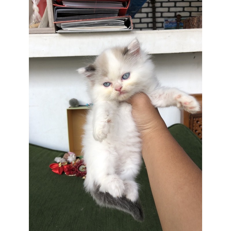 Figur Kucing Ragdoll tatiana