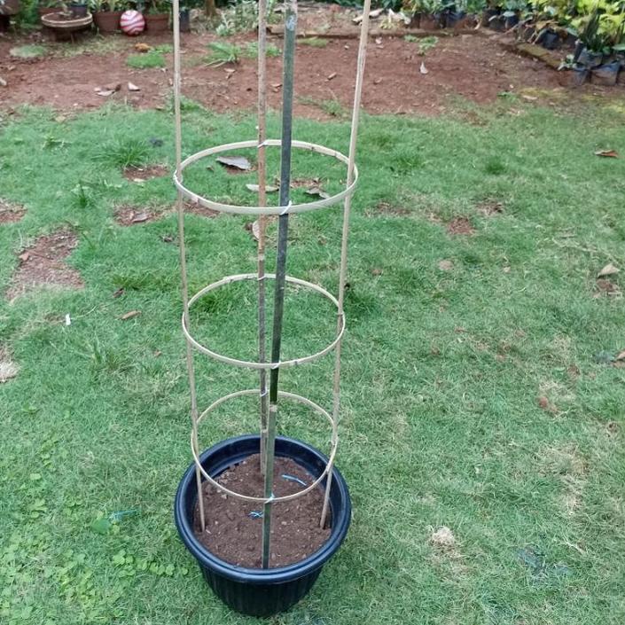 Fyp on Turus Bambu Melingkar/Ajir Tanaman/Turus Penyangga Tanaman/Turus Bamboo Bulat Rambatan Tanama