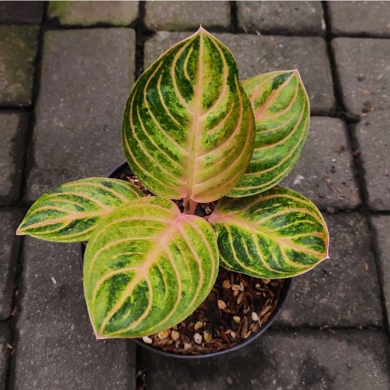 Aglonema Rinjani/ bibit bunga / bunga hidup / tanaman / tanaman bunga / bunga hiasan /bunga aglonema