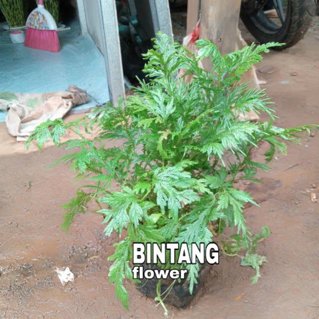 Tanaman herbal ceker ayam / cakar ayam bibit herbal cakar ayam ceker ayam