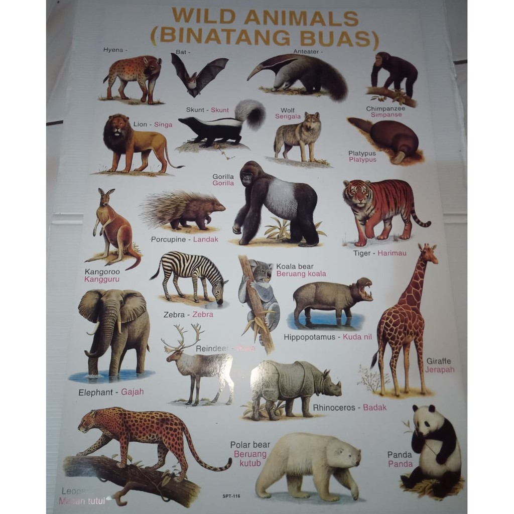 Poster Tema Hewan - Hewan Buas