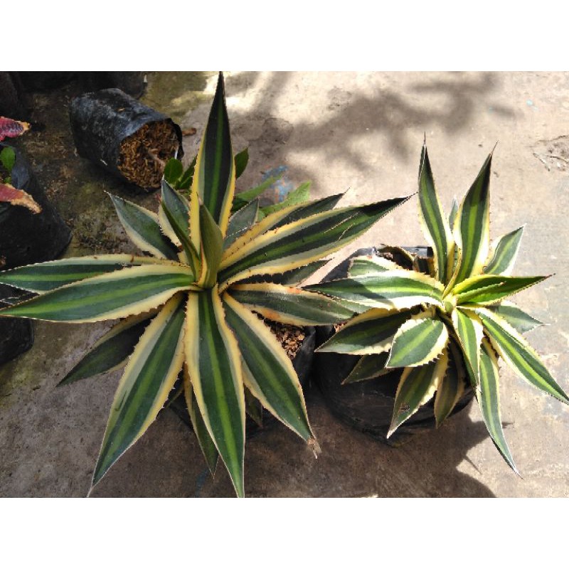 

Agave univittata