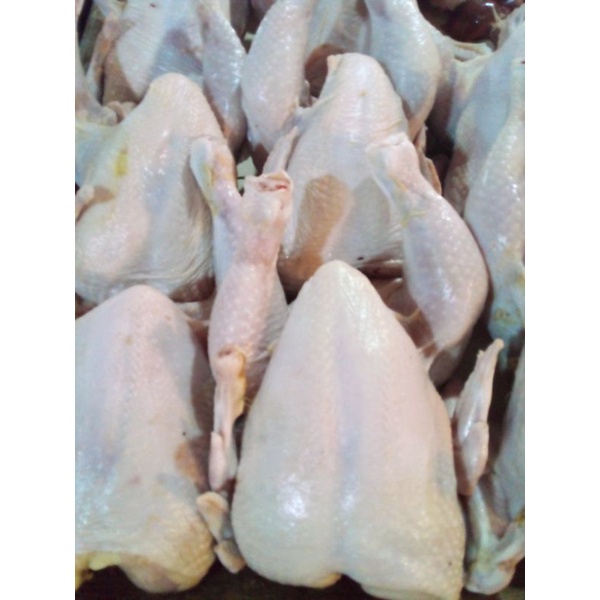 

ayam potong broiler